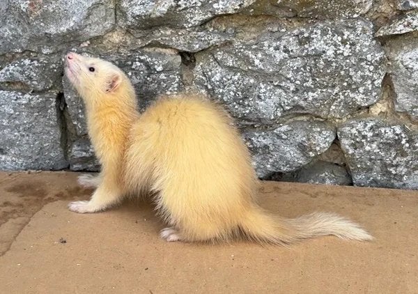 Jeune furet male semi angora, Fret, Mannelijk, Mei, Tam