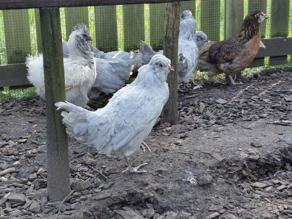 Americano s, Dieren en Toebehoren, Pluimvee