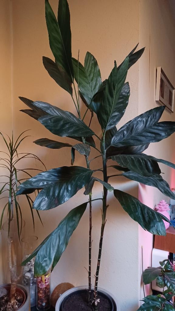 Kamerplant chameadorea metallica, Ophalen, In pot