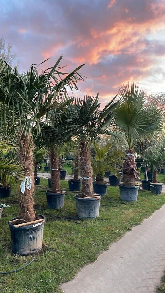 ‼️palmbomen trachycarpus fortunei aan promoprijzen ‼️, Enlèvement