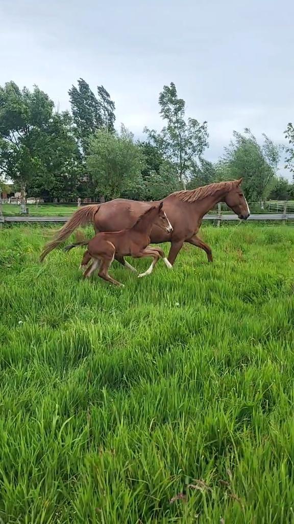 Opvallend mooi dressuur sportveulen met topkarakter, Dieren en Toebehoren, Met stamboom, Dressuurpaard, 0 tot 2 jaar, Hengst