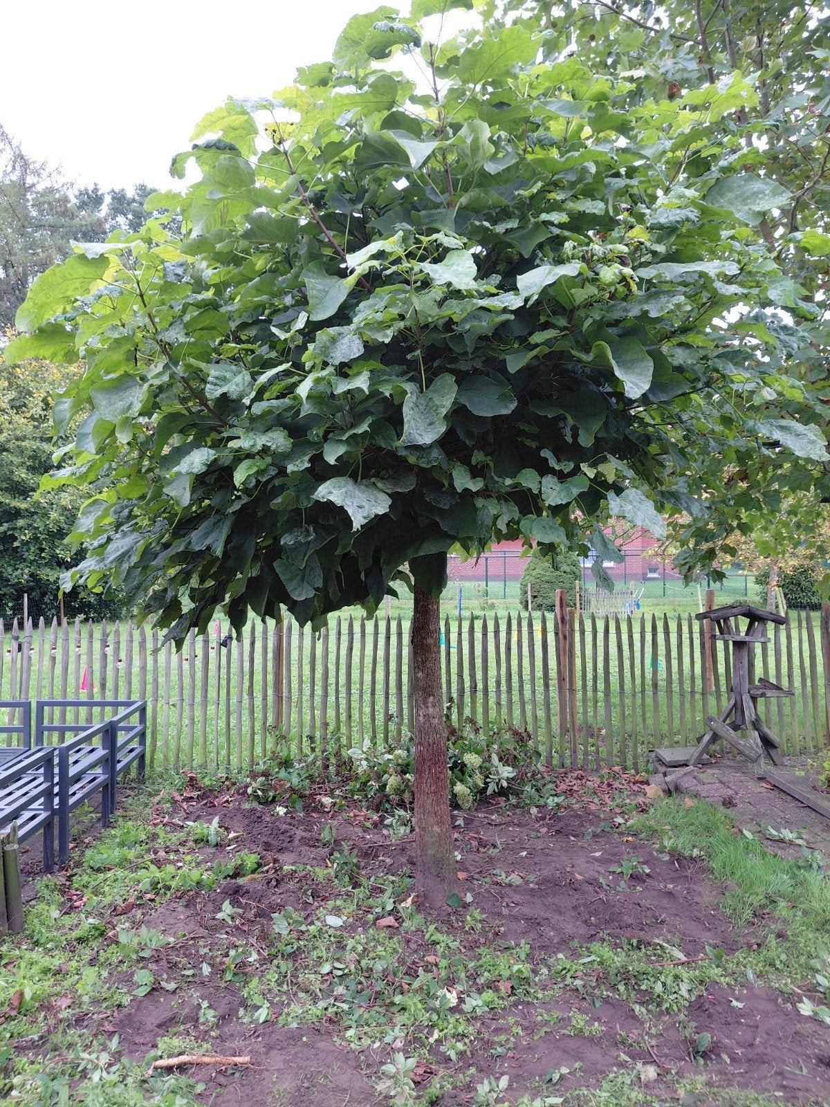 Catalpa boom *GRATIS*, Enlèvement
