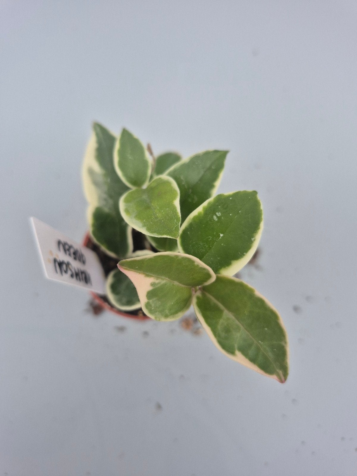 Hoya Krimson Queen, Maison & Meubles, Plantes d'intérieur, Enlèvement ou Envoi