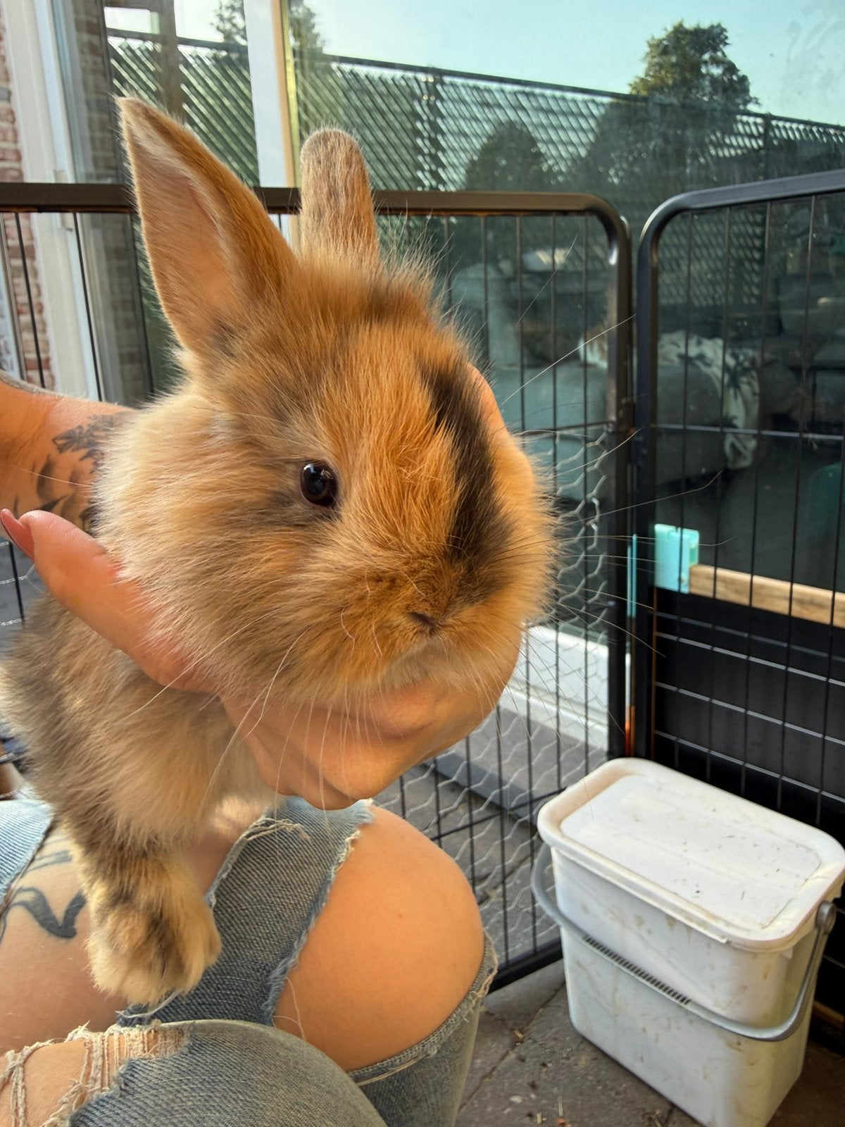 Dwergkonijntjes te koop, Dieren en Toebehoren, Meerdere dieren, Klein, Hangoor, 0 tot 2 jaar