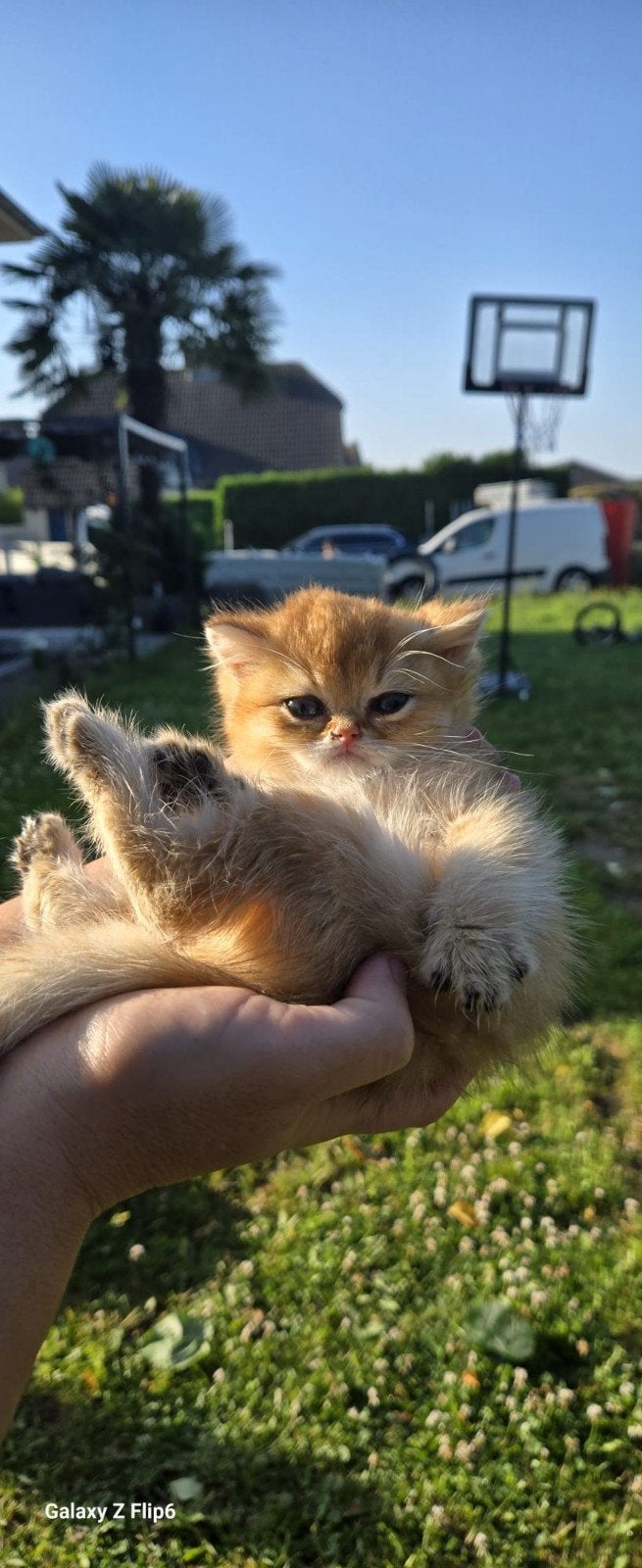 CHATONS British Shorthair SUR RÉSERVATION, Plusieurs animaux, Vermifugé, 0 à 2 ans