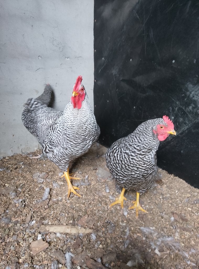 Jonge hen en haan Amrock, Dieren en Toebehoren
