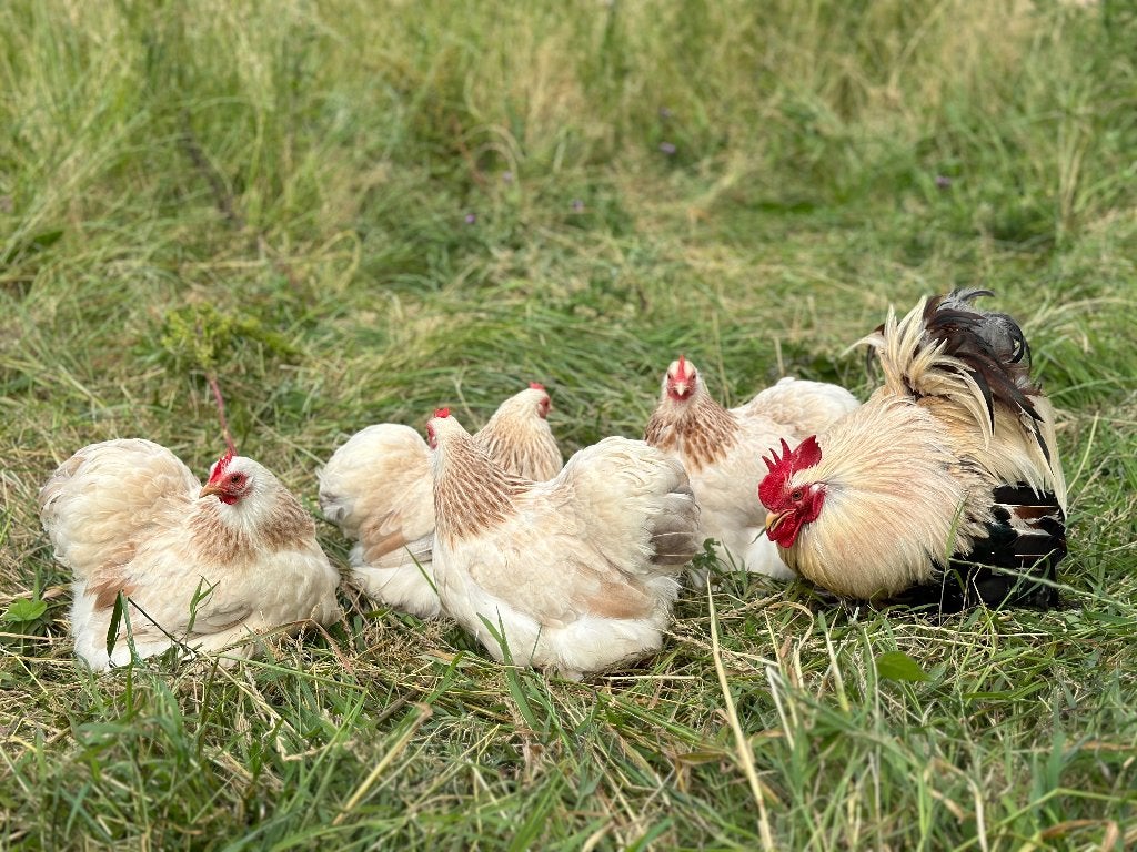 Jonge tamme Cochin kriel Zalm kleur gesekst en ingeënt, Femelle, Poule ou poulet