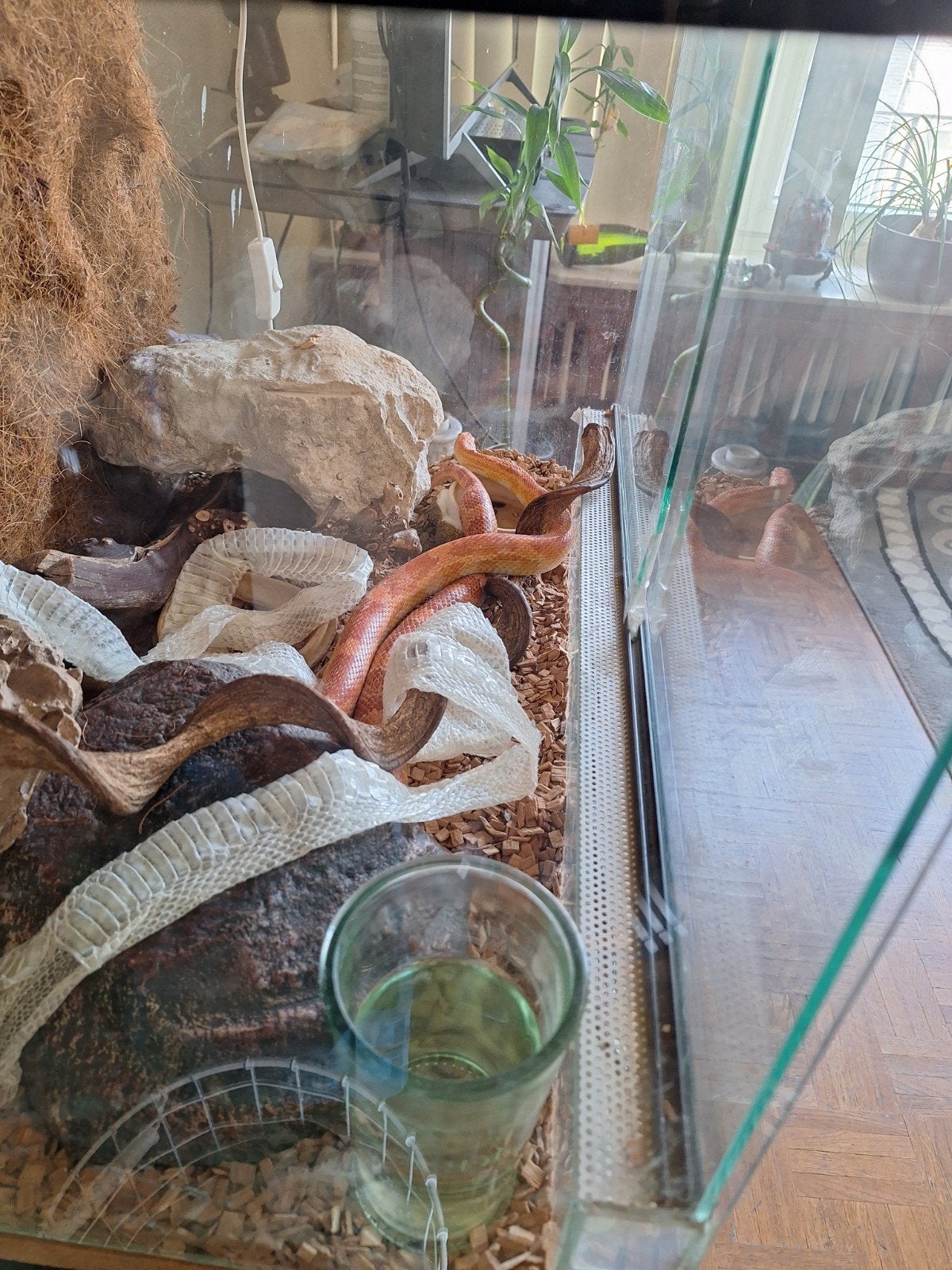 vrouwelijke slangen 12jaar met terrarium  250€, Dieren en Toebehoren, Reptielen en Amfibieën | Toebehoren, Ophalen