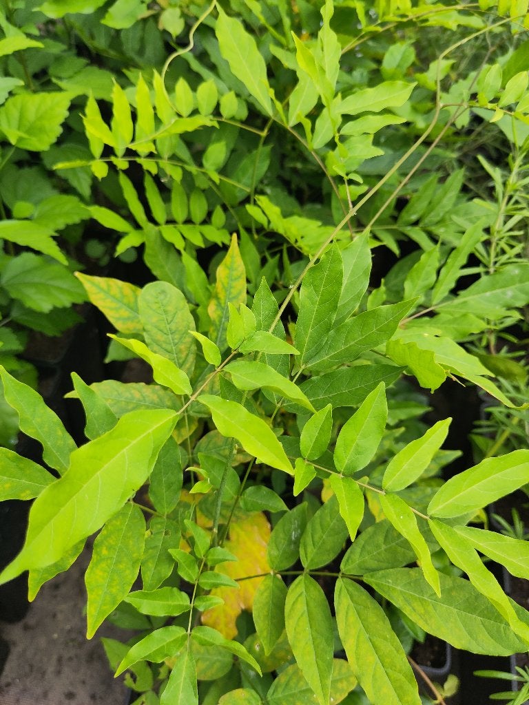 Glycine, Plein soleil, Été, Enlèvement, Plante fixe