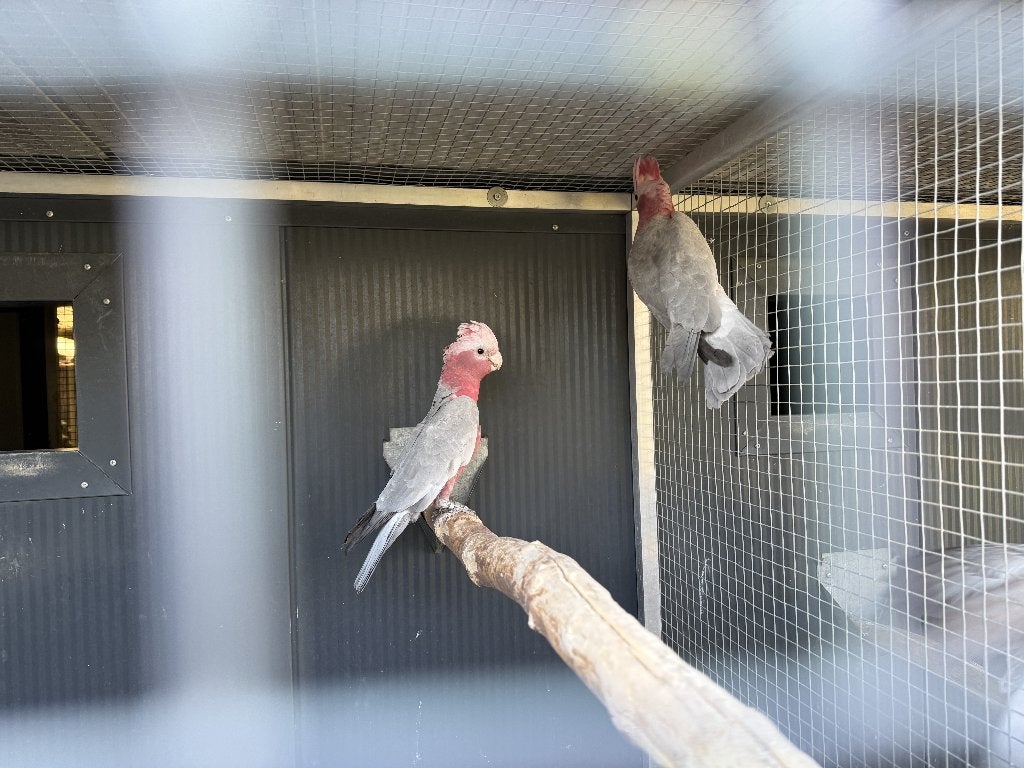 Rose kaketoe mannen te koop, Dieren en Toebehoren, Vogels | Parkieten en Papegaaien, Mannelijk, Papegaai, Geringd