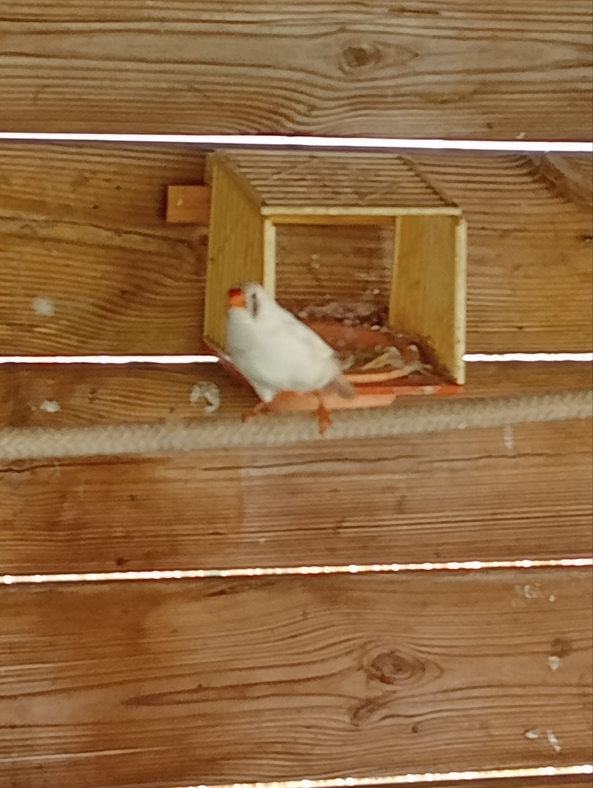 4 zebravinken en 2 kwartels, Plusieurs animaux, Oiseau tropical