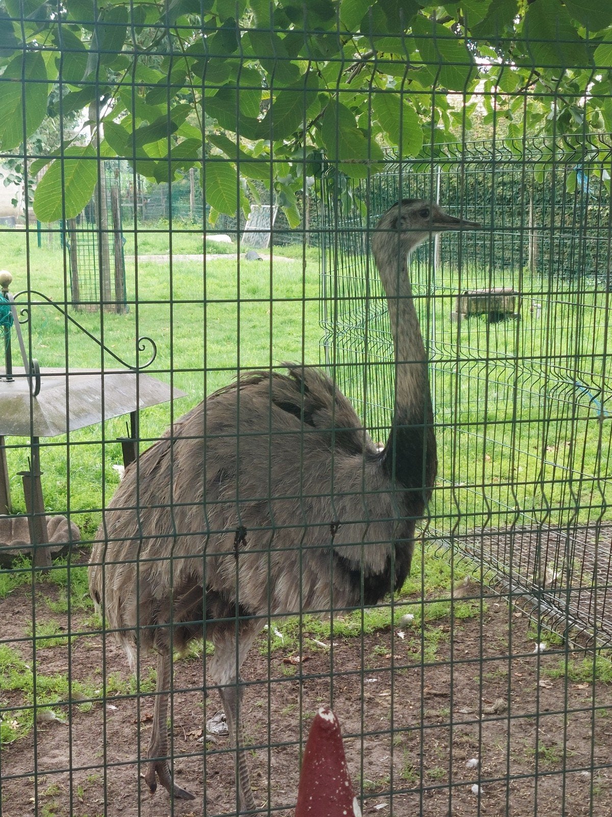Nanoe mâle, Animaux & Accessoires