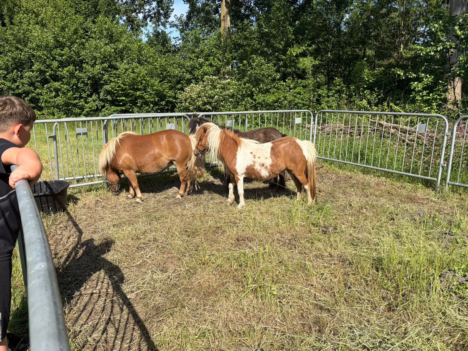 Shetlander/ pony merrie, Dieren en Toebehoren, A pony (tot 1.17m), 3 tot 6 jaar, Onbeleerd, Recreatiepony