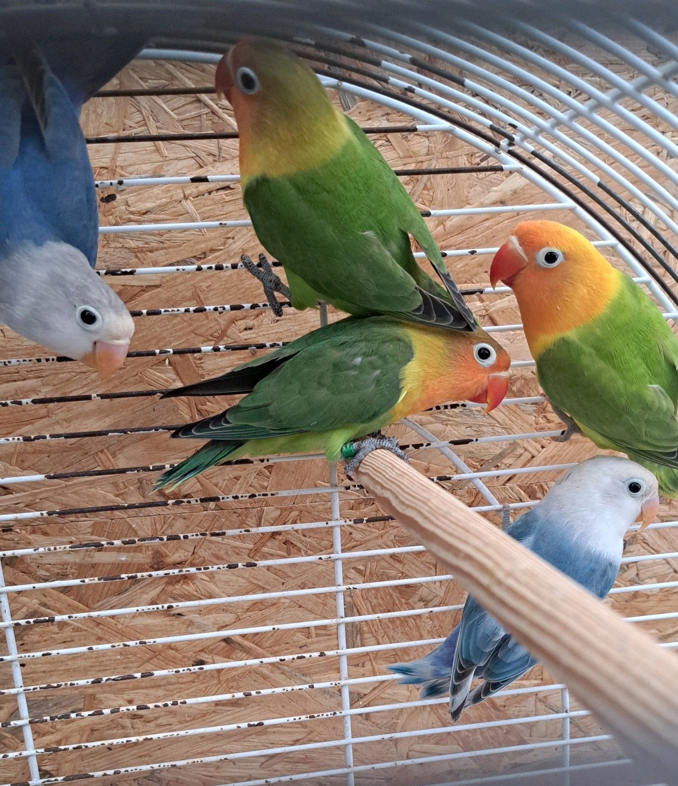 Agapornis fischeri, Sexe inconnu, Perroquet nain ou Inséparable, Bagué