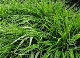 Hakonechloa Macra, Tuin en Terras, Ophalen, Halfschaduw