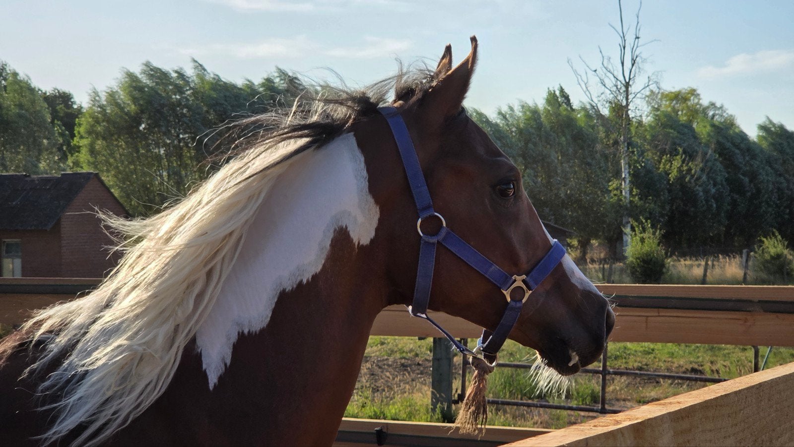 AES bonte hengst, jaarlingveulen, verwachte stokmaat +1m60, Dieren en Toebehoren, Pony's, E pony (1.48m - 1.57m), Met stamboom