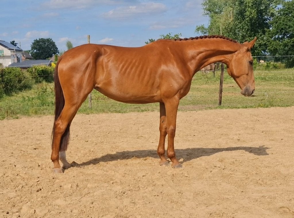 Deze week ophalen €3500 recreatieve merrie, Merrie, 7 tot 10 jaar, Met stamboom, B