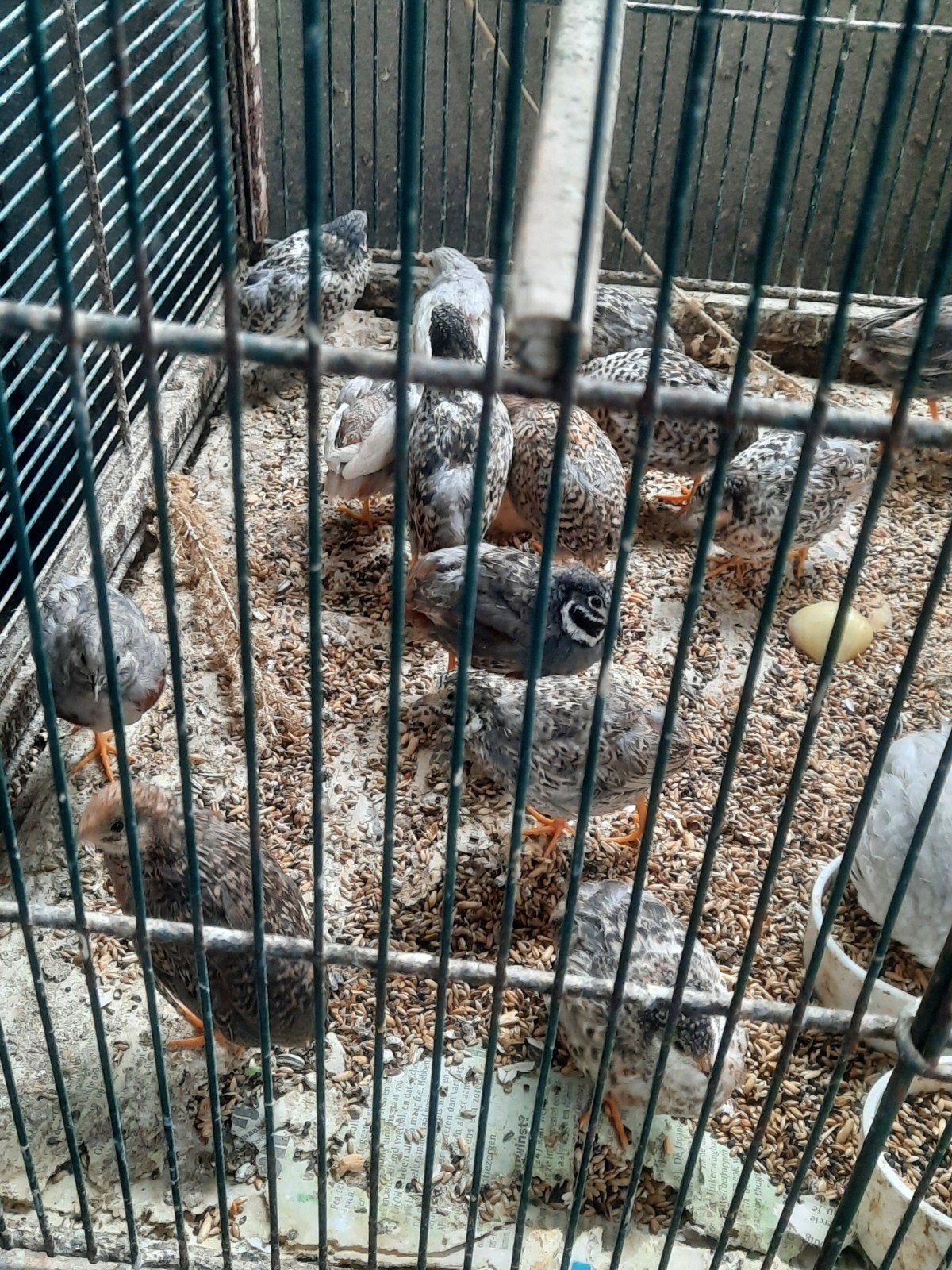 belles cailles naines chinoises, Animaux & Accessoires, Oiseaux | Oiseaux Autre