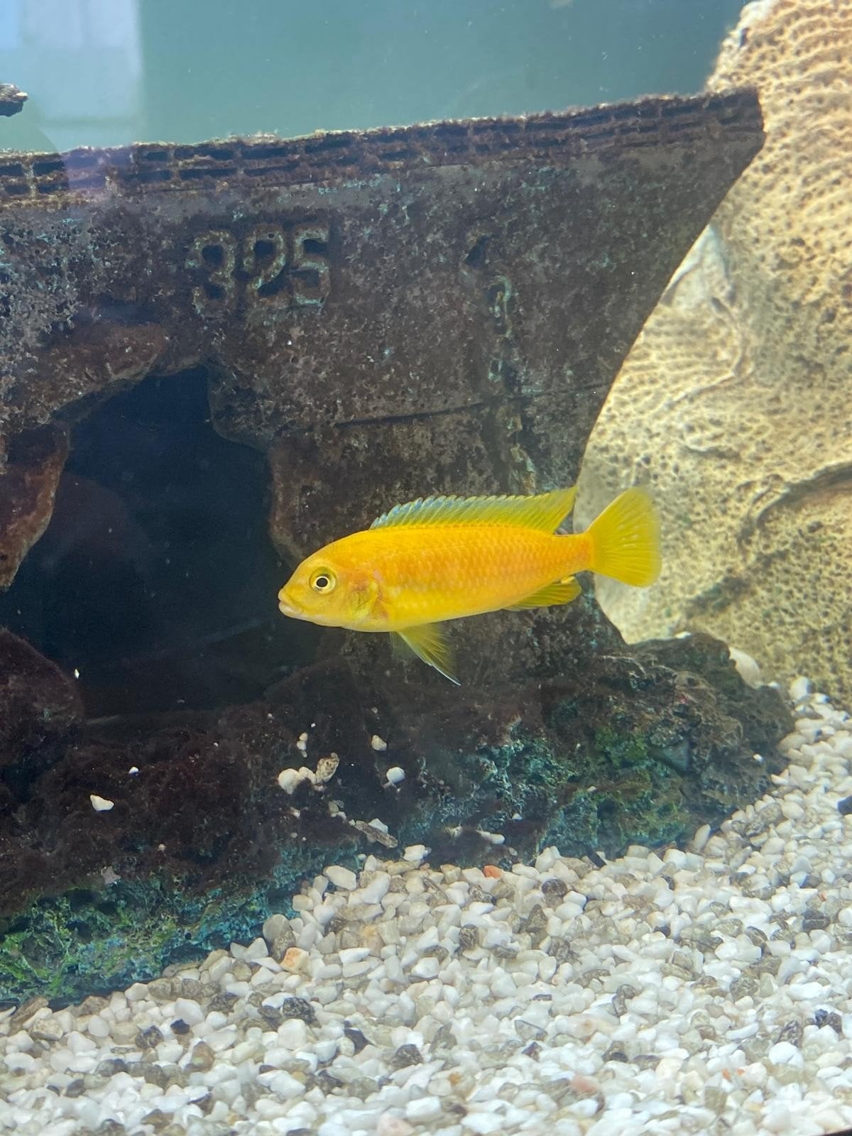 cichliden te koop, Dieren en Toebehoren