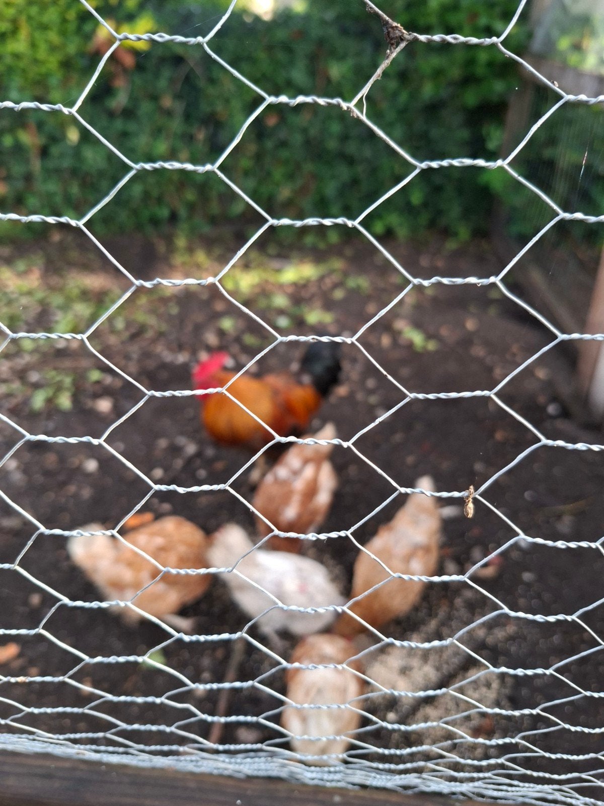 kippen, Dieren en Toebehoren, Vrouwelijk, Kip