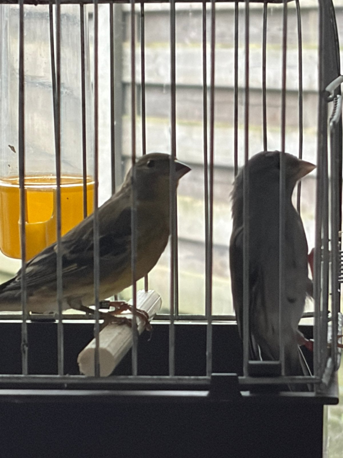 Timbrado Couple Canary, Animaux & Accessoires, Plusieurs animaux, Oiseau chanteur sauvage, Bagué