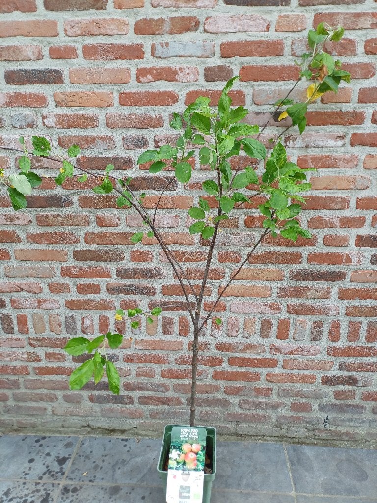 Appelboom Elstar laagstam, Ophalen, In pot, Appelboom