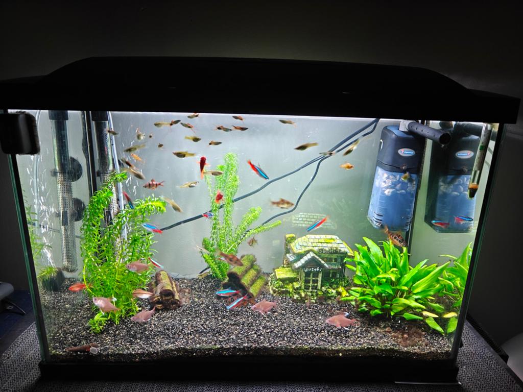 Aquarium, Enlèvement, Chauffage, Superfish