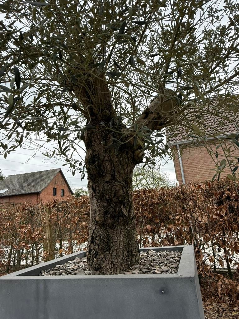 Prachtige olijfboom 70/80 oude stam in sierpot, Ophalen, Olijfboom