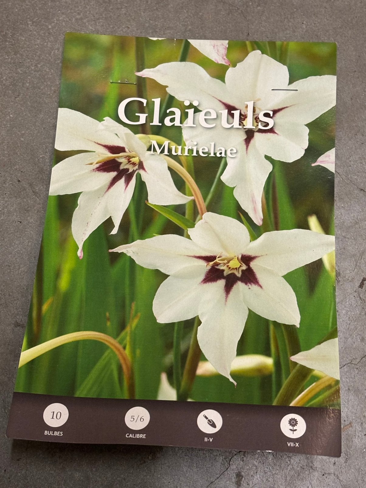 Gladiolenbollen van Murielae, Tuin en Terras, Bloembollen en Zaden, Voorjaar, Ophalen