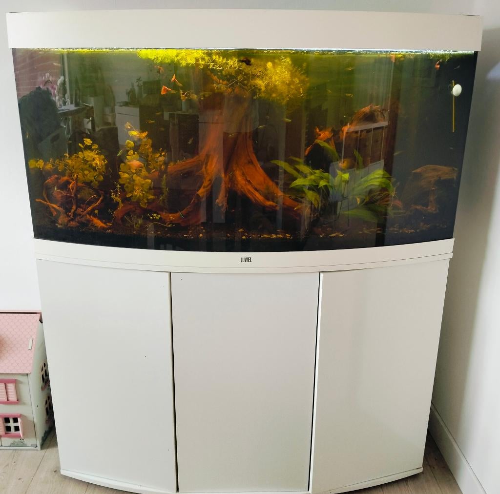 Aquarium, Dieren en Toebehoren, Vissen | Aquaria en Toebehoren, Gebruikt, Gevuld zoetwateraquarium, Ophalen