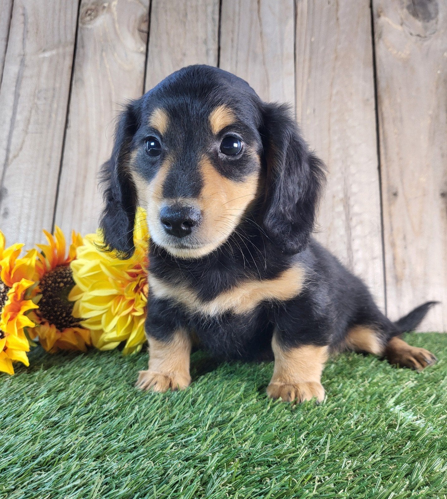 langharige caninchen teckel / Dachshund / teckel, Dieren en Toebehoren, Kaninchen, Parvo, België, Reu