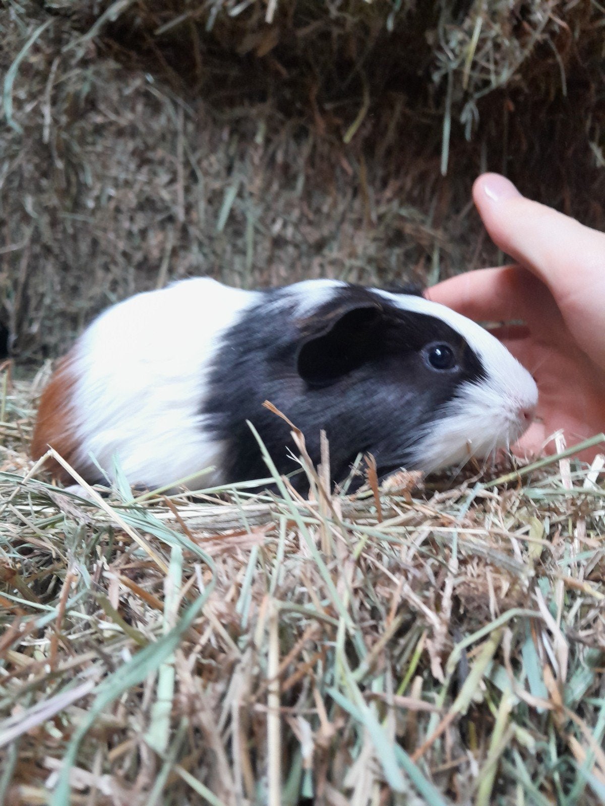 jonge cavia's beschikbaar, Mâle, Domestique, Cobaye, Juillet