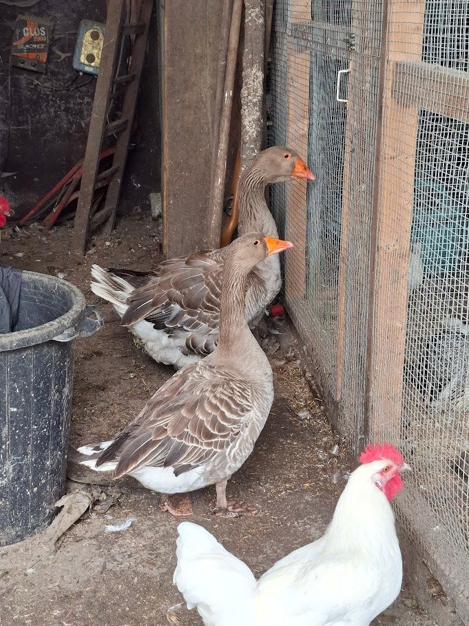 toulouse gans koppel, Dieren en Toebehoren
