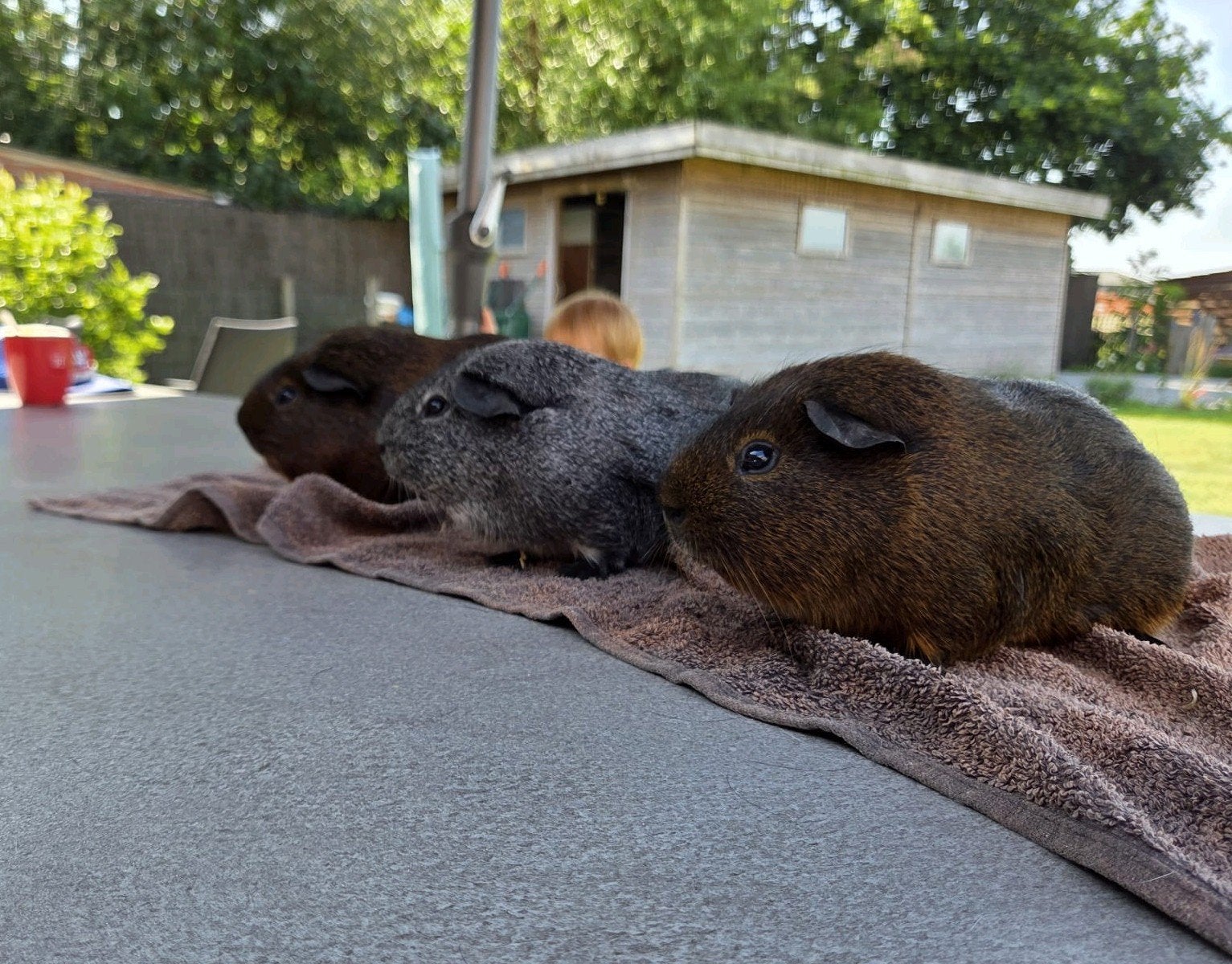 Gladhaar cavia beertjes - Goud- en Zilveragouti, Januari, Mannelijk