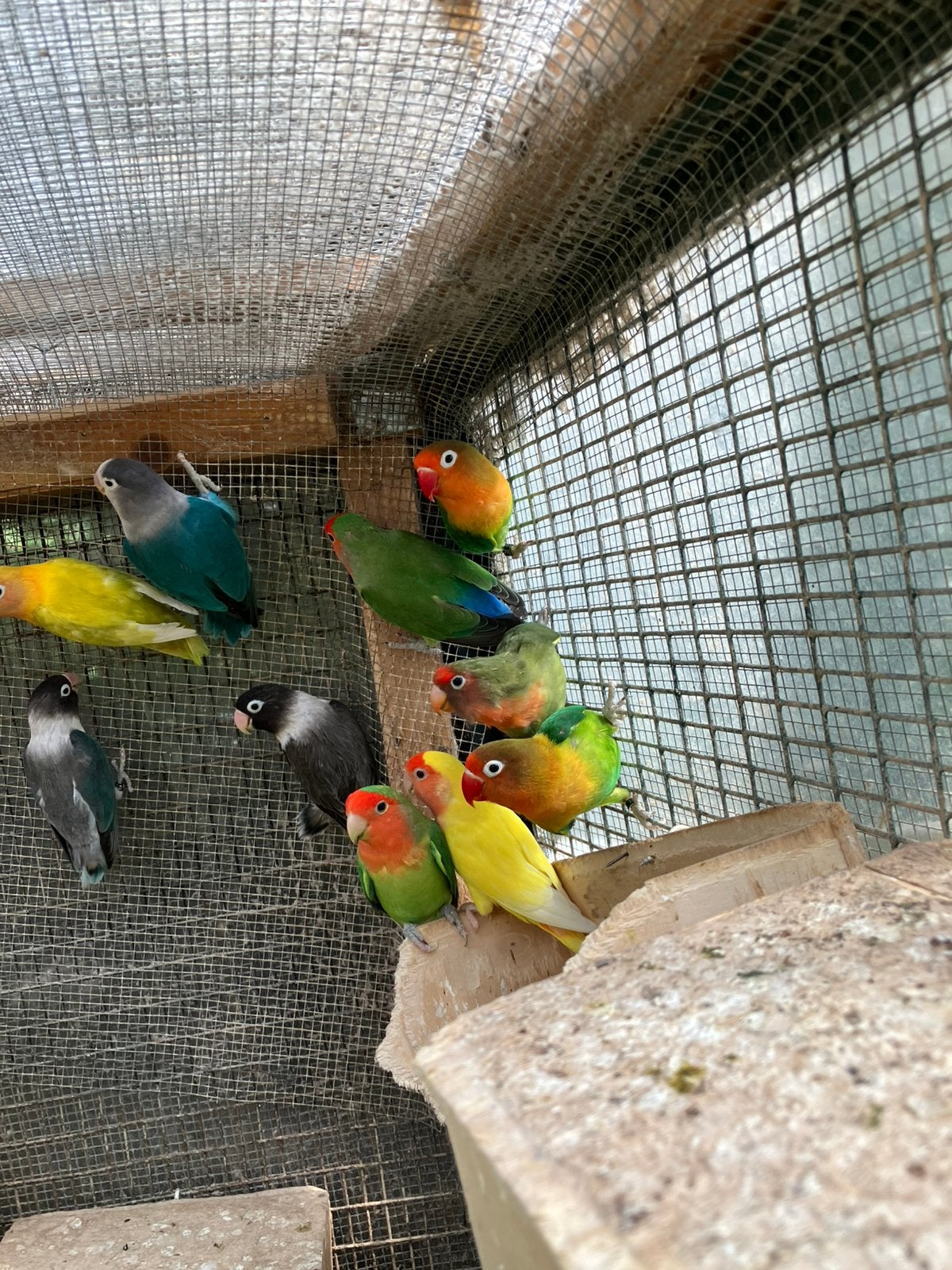 WINTERHARDE DWERGPAPEGAAIKES VANAF 50 EURO/KOPPEL, Meerdere dieren, Dwergpapegaai of Agapornis