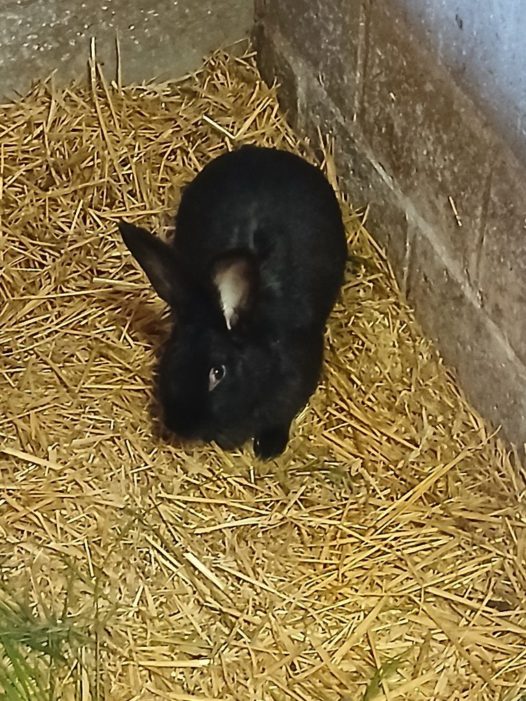 Lotharinger konijn voedster, Femelle, Grand, 0 à 2 ans