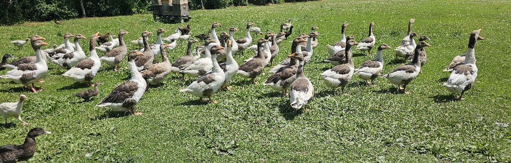 Vlaamse ganzen, Dieren en Toebehoren, Meerdere dieren, Gans of Zwaan