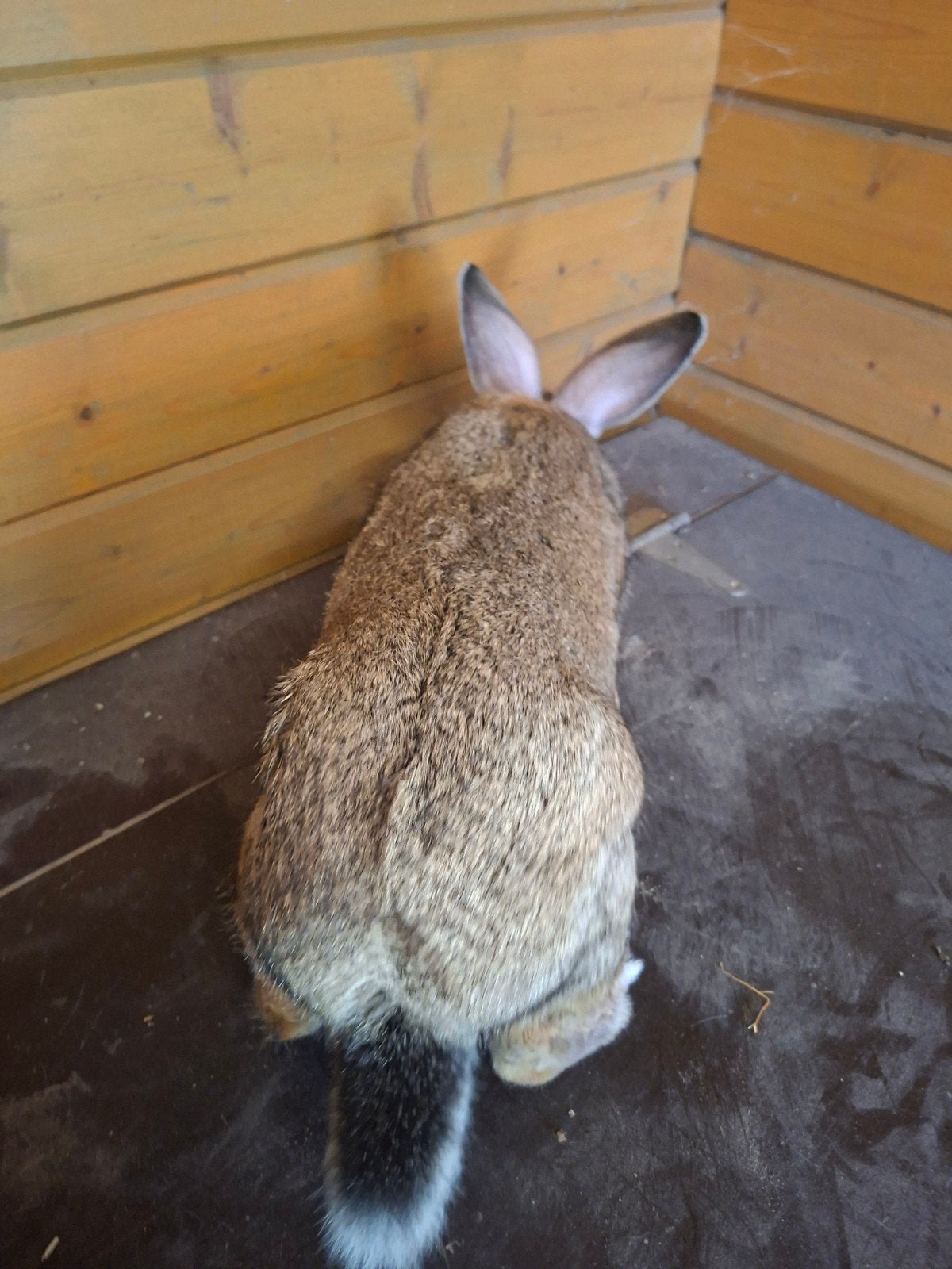 Vlinderkonijn rammelaar, Dieren en Toebehoren, Mannelijk, Groot, 0 tot 2 jaar