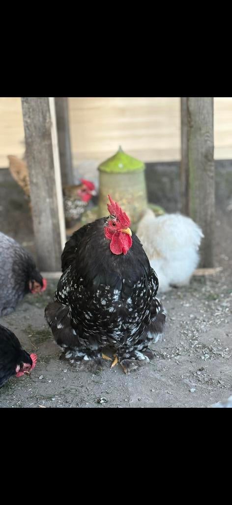 Bij deze zoeken deze 3 Hannen een nieuwe thuis, Dieren en Toebehoren, Pluimvee