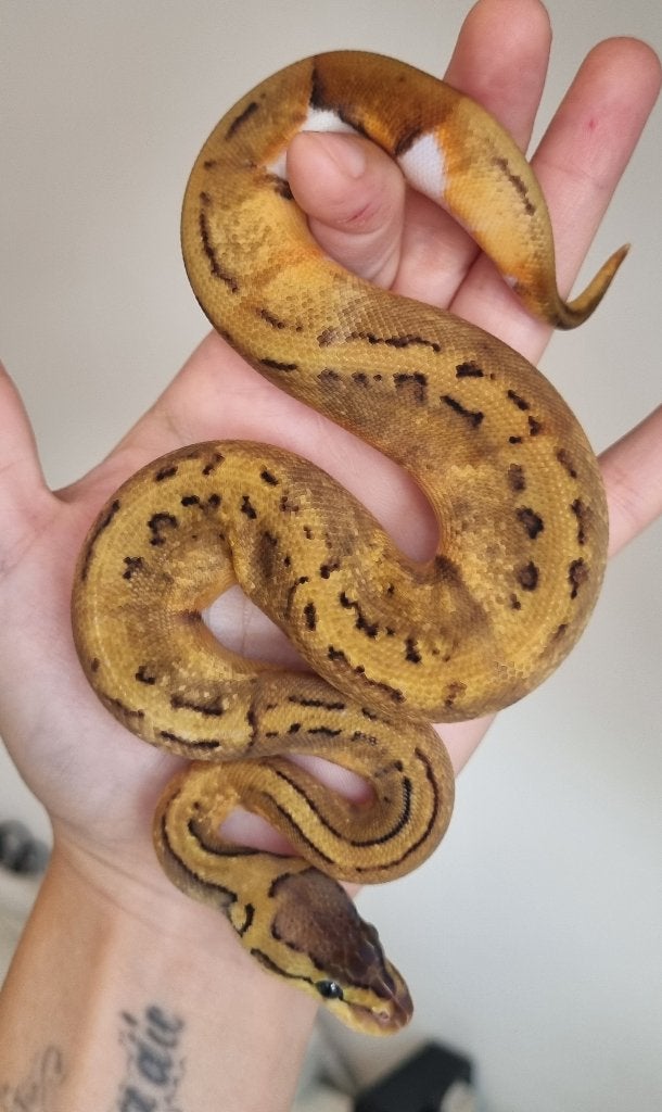 0.1 enchi pinstripe piebald koningspython Ball Python - female for sale from Mex