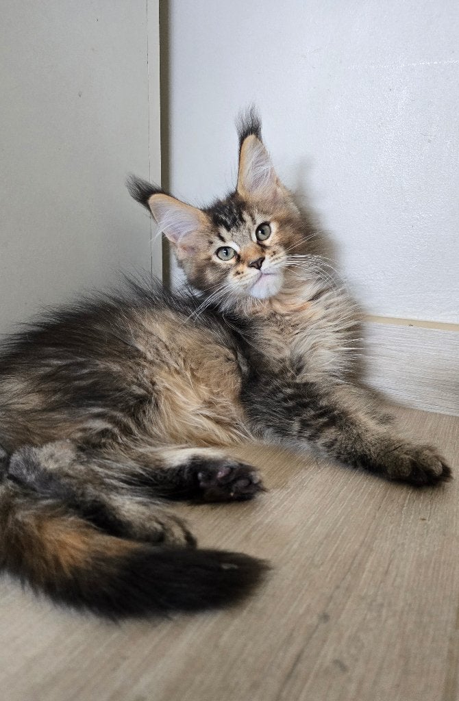 Maine coon meisje, Poes, Gechipt, 0 tot 2 jaar