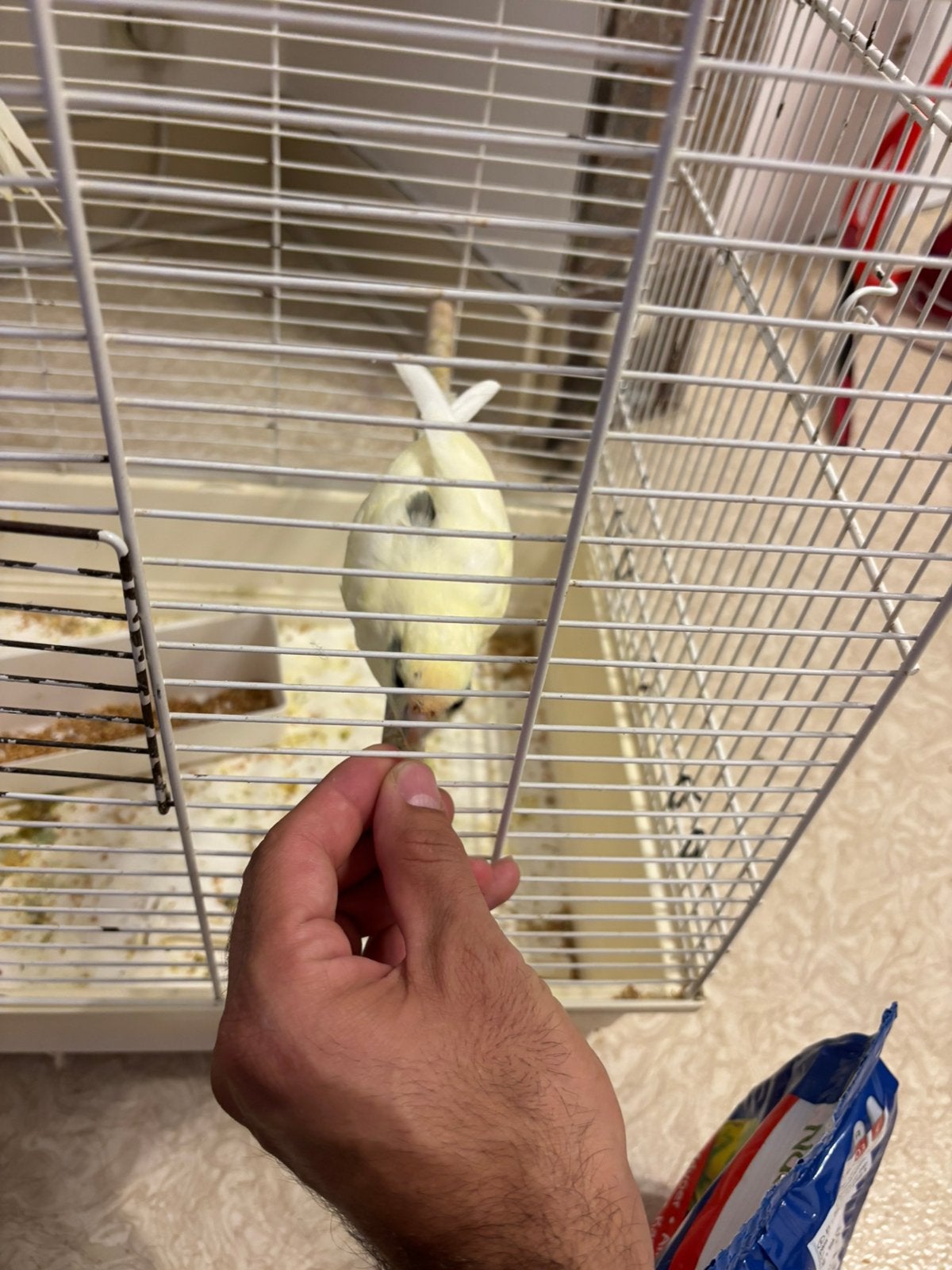 Couple Perruche kakariki avec cage 60€ ( baques), Perruche, Bagué