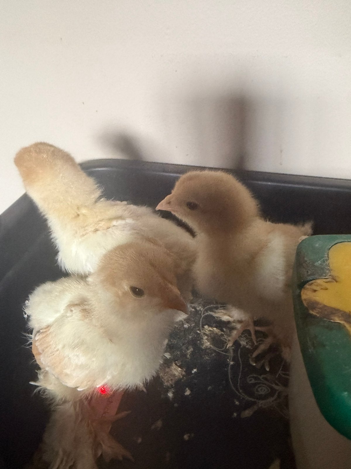 Brahma kuikens, Dieren en Toebehoren
