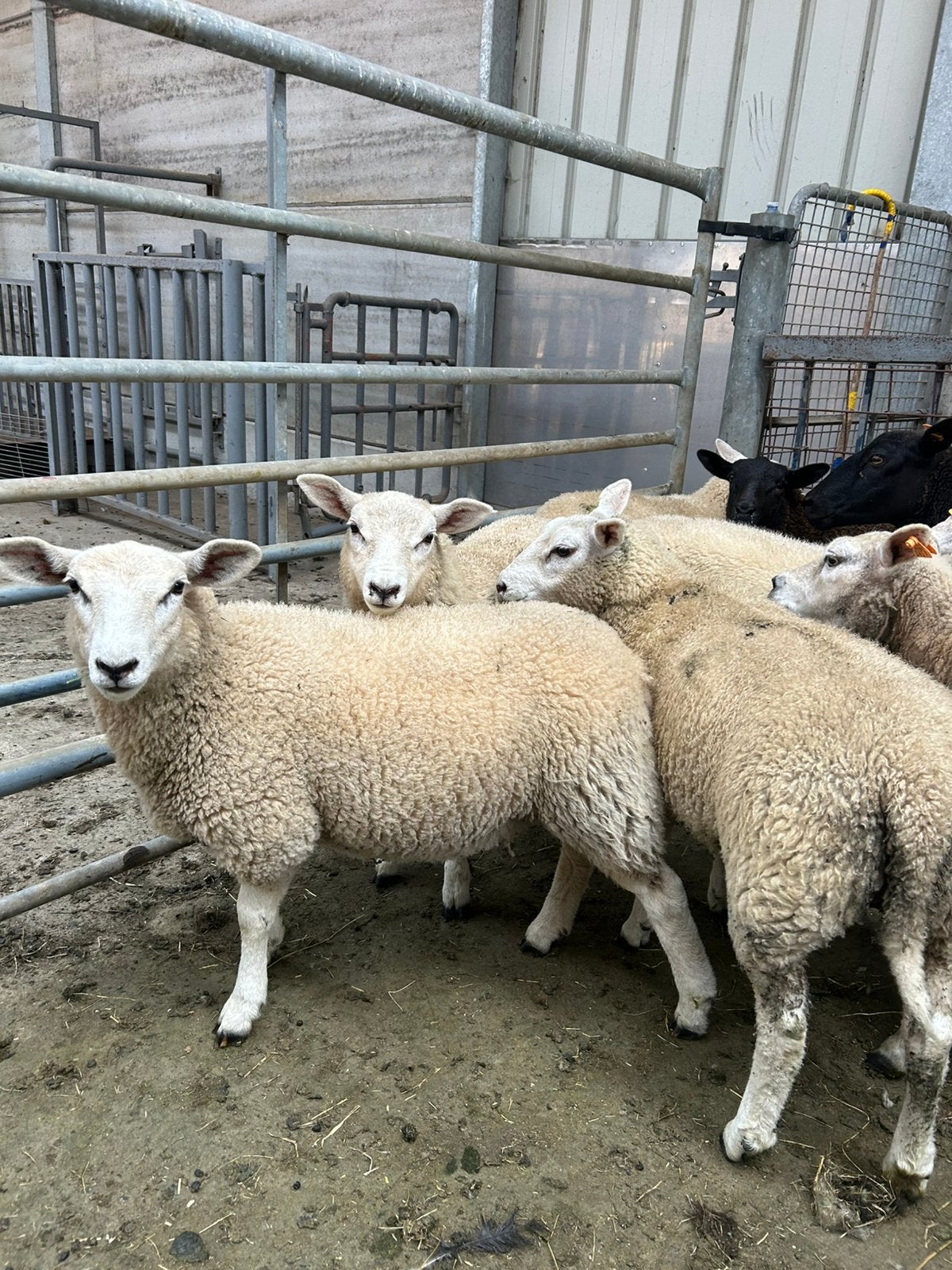 Keuze uit 20 mooie weide ooi lammeren kruising swifter, Animaux & Accessoires, Moutons, Chèvres & Cochons, Femelle, Mouton