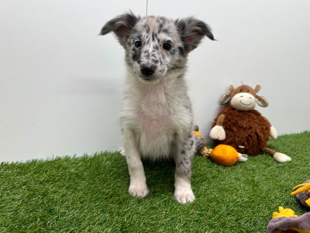Kruising Shetland Sheepdog x Border Collie pups, België, CDV (hondenziekte), 8 tot 15 weken, Meerdere