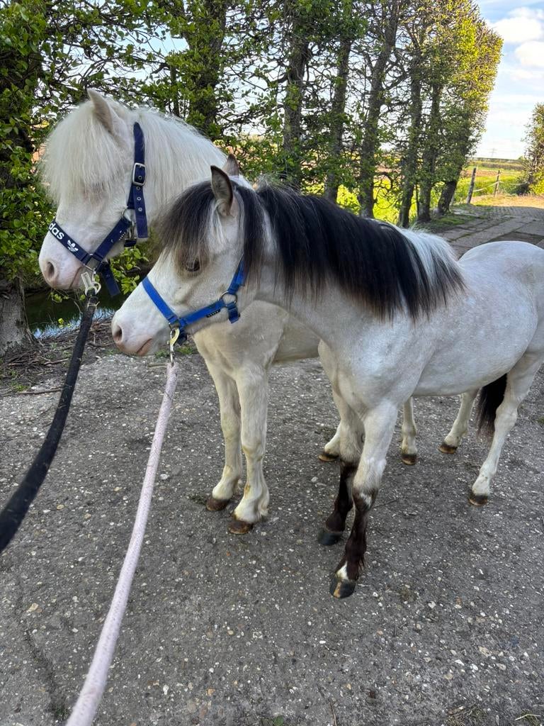 Twee knappe jaarling welsh A hengstjes