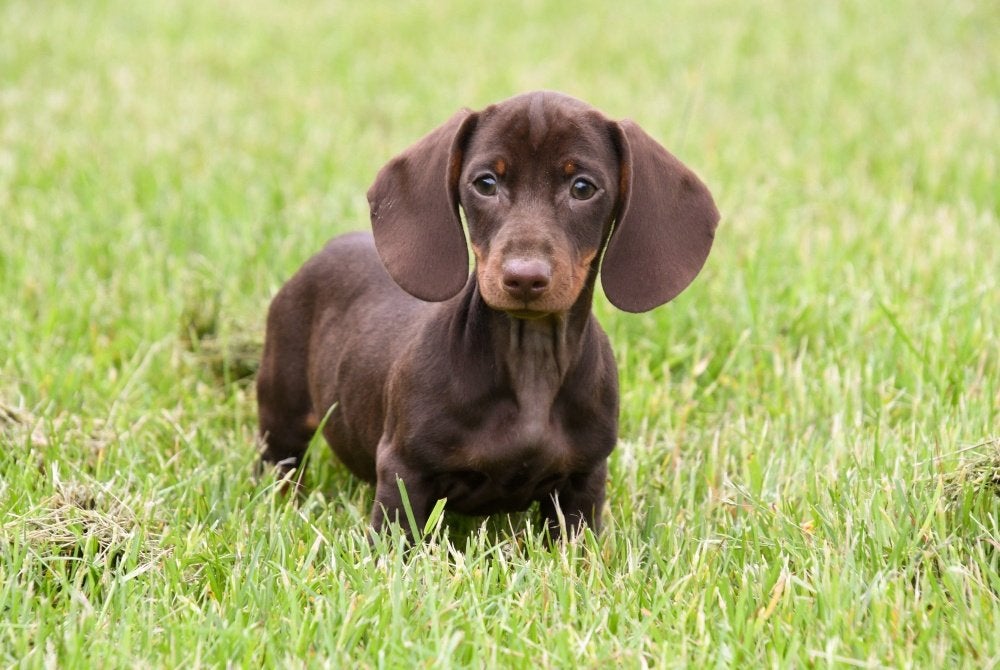 Dwergteckel pups te koop, 15 weken tot 1 jaar, Reu, Dwerg, Parvo