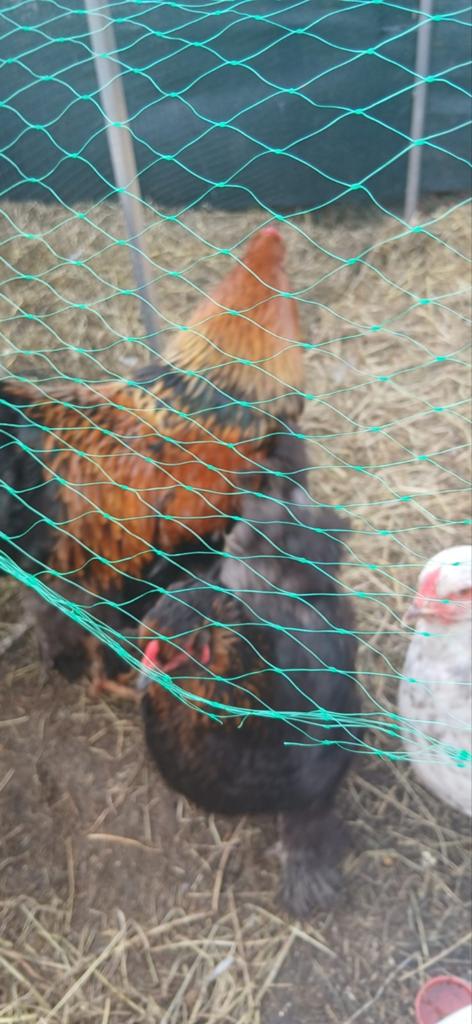 Beaux Brahmas à vendre — 2 notes complètes, Plusieurs animaux, Poule ou poulet