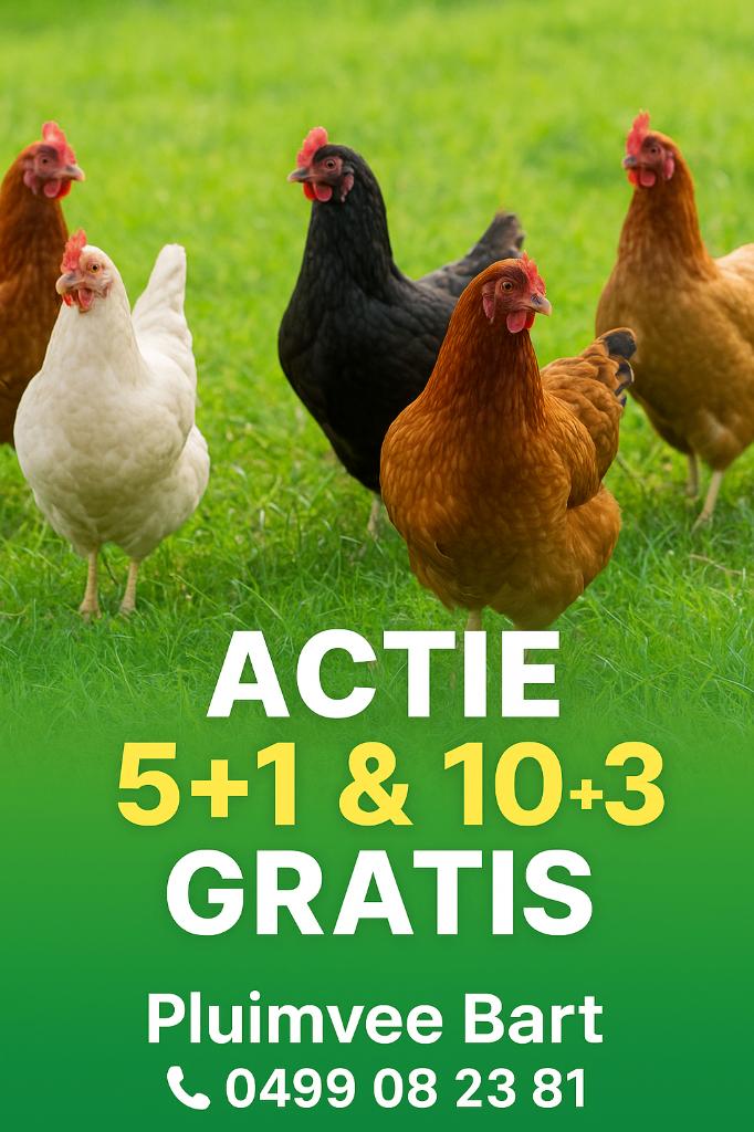 ZONDAG OPEN LEGKIPPEN actie 5+1/10+3 GRATIS, Dieren en Toebehoren, Vrouwelijk, Kip