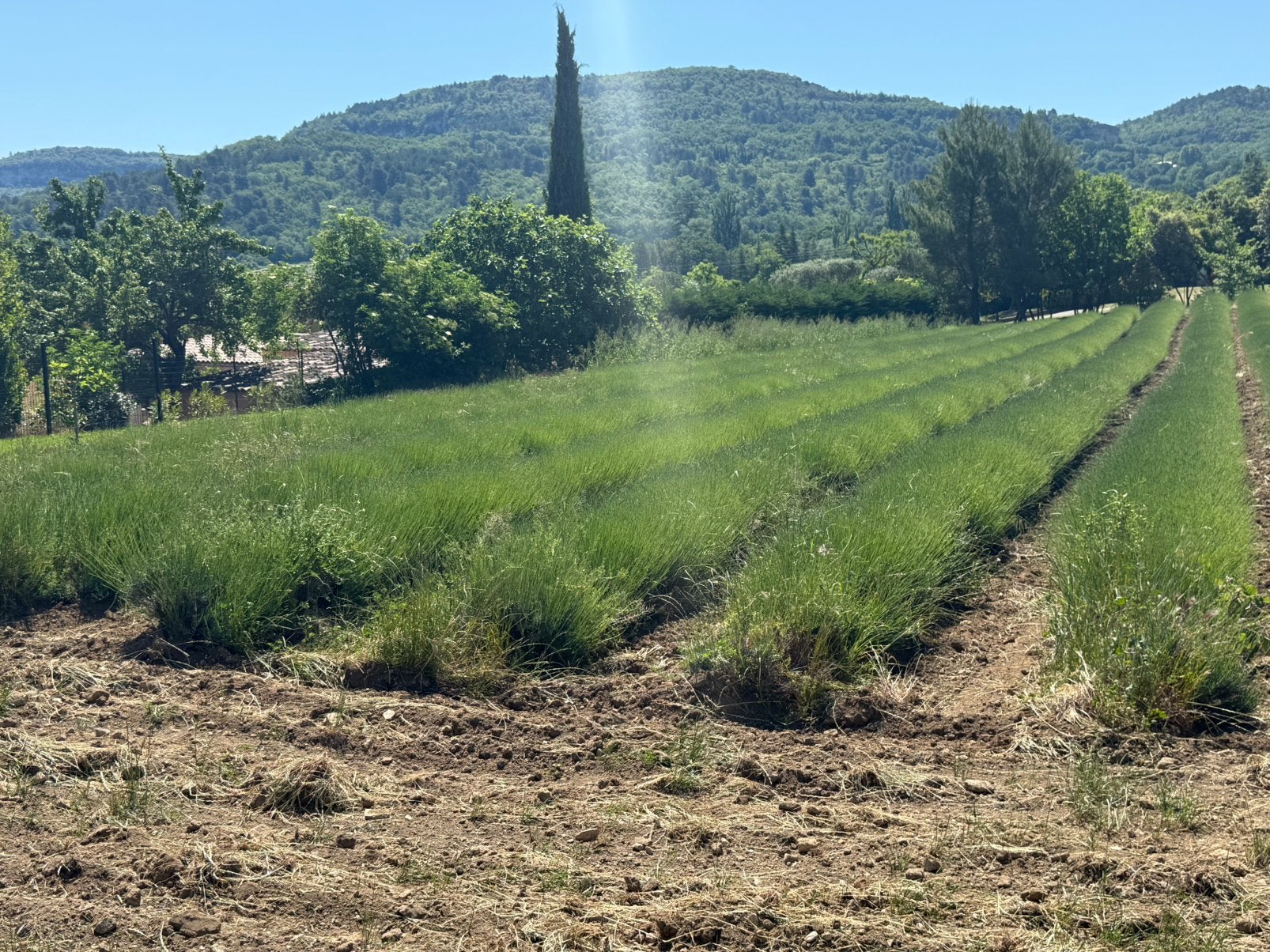 Pause automnale, Propriétaire